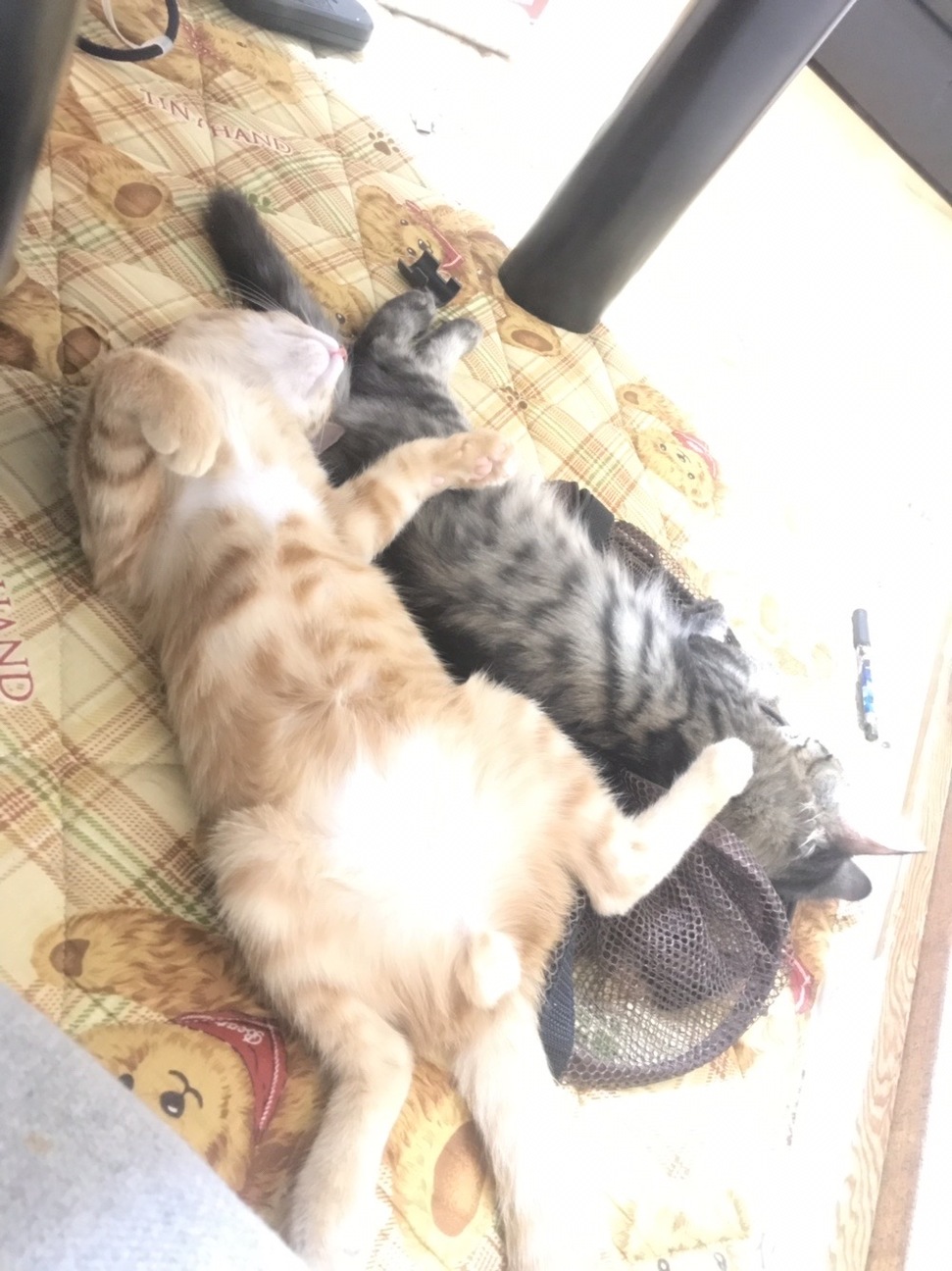 生後8ヶ月の兄妹猫 サムネイル2