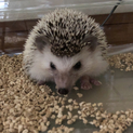 ハリネズミ、ソフトアンドペッパーの♂