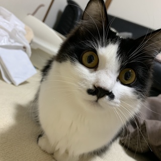 猫の里親様募集