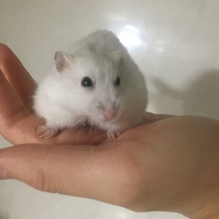 ジャンガリアンハムスターの里親様を募集中です。