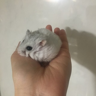 ジャンガリアンハムスターの里親様を募集しています。