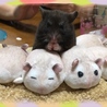 さくらいと
