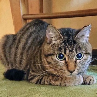 まんまるおめめのネロリちゃん