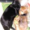 ワンちゃんと仲良しです。