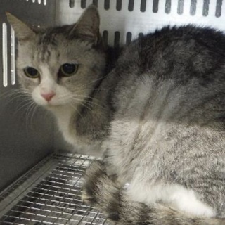 里親様に迎えられました。成猫♀330