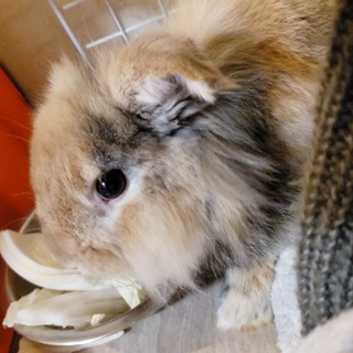 里親決定★保護ミニロップ♂1歳　去勢済　チョビくん