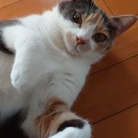 みくり