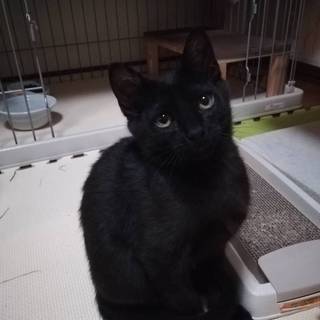 ［一時停止］黒猫 まお君(4ヶ月)
