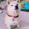 柴犬 ももちゃん！