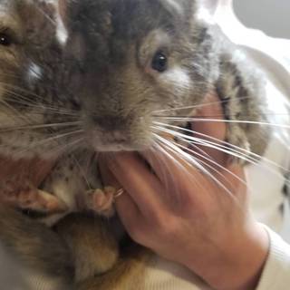 チンチラの里親募集