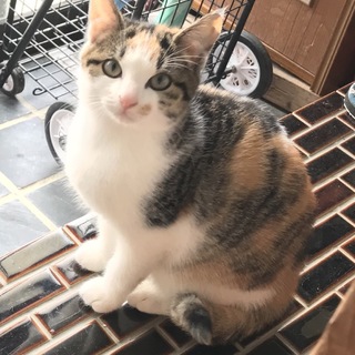 びびりだけどお顔がとってもかわいい三毛猫の女の子