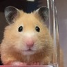 小桜姉さん^_^ハムなのに狭い所には入りません(〃ω〃)