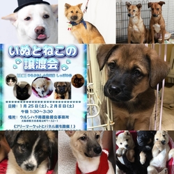 犬と猫の譲渡会