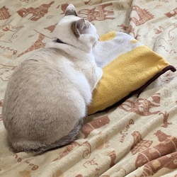 ゆたんぽ