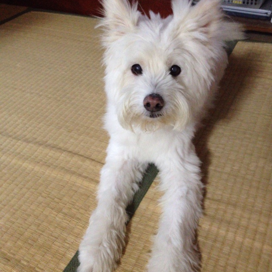 アイのカバー写真
