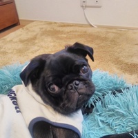 平孫（たいそん）