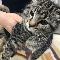まよ