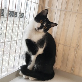 黒白ぶちの優しくて控えめなぶちくん♪