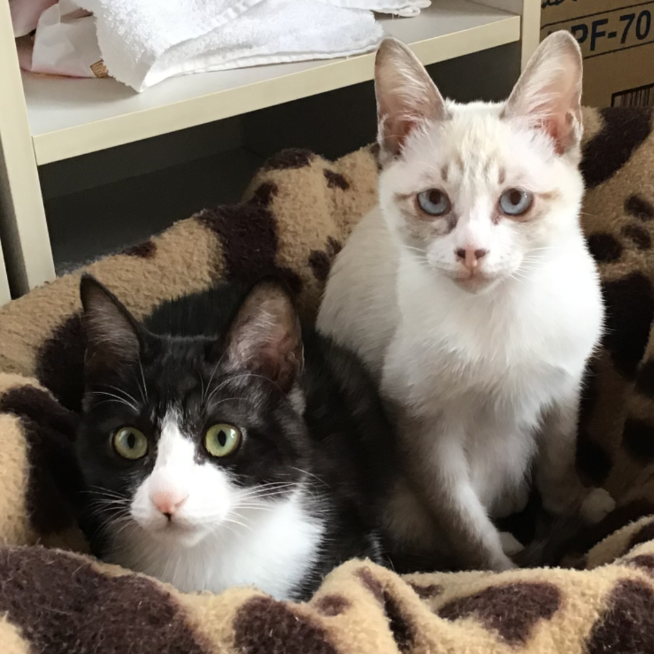 ラスクのカバー写真