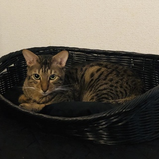 ベンガルのベル君