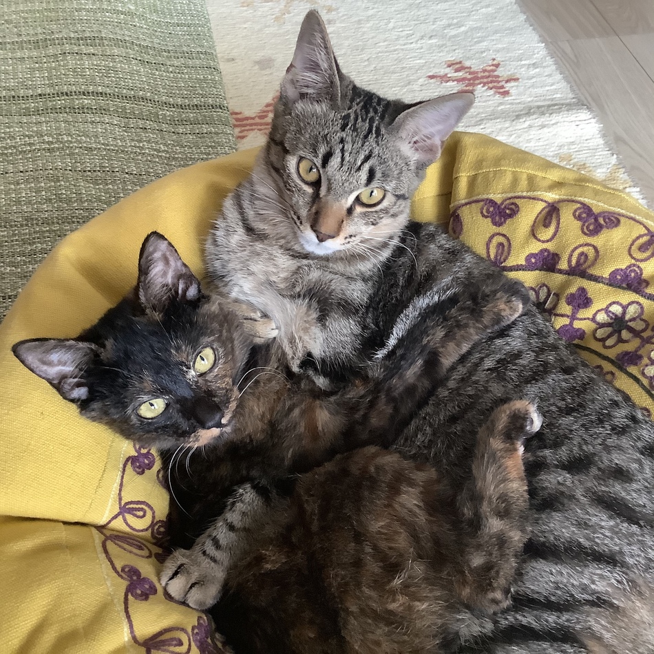 とーらーのカバー写真