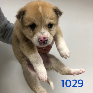 男の子4匹兄弟です。1029. 1030