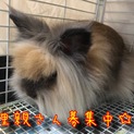 【代理投稿】可愛いうさぎさん