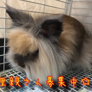 【代理投稿】可愛いうさぎさん