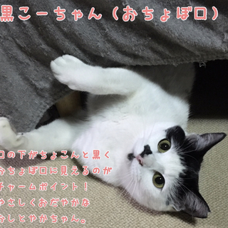 久留米市/おちょぼ口にゃんこ♀