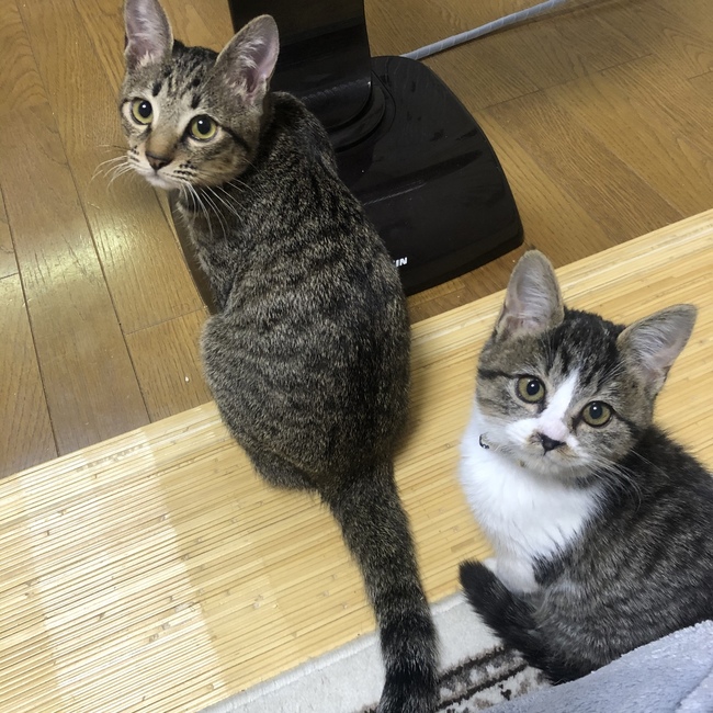 misapyonのカバー写真