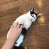 白黒ぶちの陽気なスーちゃん サムネイル3