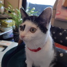 白黒ぶちの陽気なスーちゃん サムネイル4