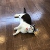白黒ぶちの陽気なスーちゃん サムネイル6