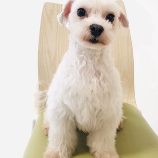 マルチーズの男の子５才