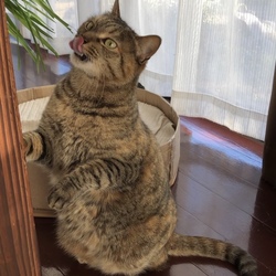 「体重測定　ミリとの距離」サムネイル1