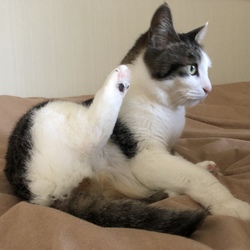 「体重測定　ミリとの距離」サムネイル3