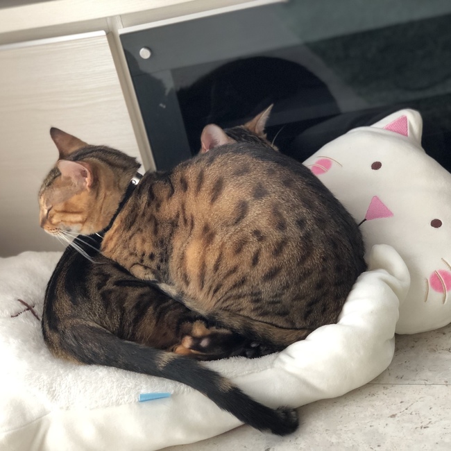 tatuyoshi13のカバー写真