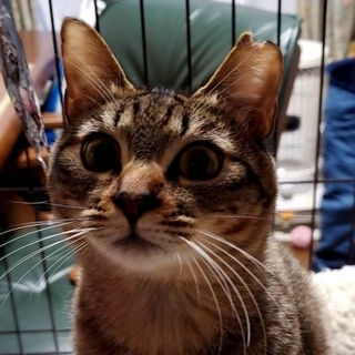 こむぎです。私たち姉妹のパパママになって下さい。