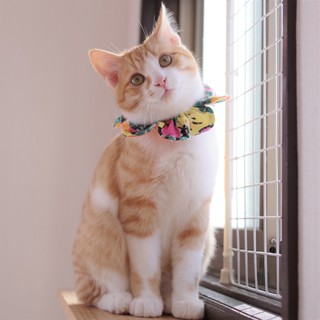 おっとり甘えん坊な癒し系☆ラテ君