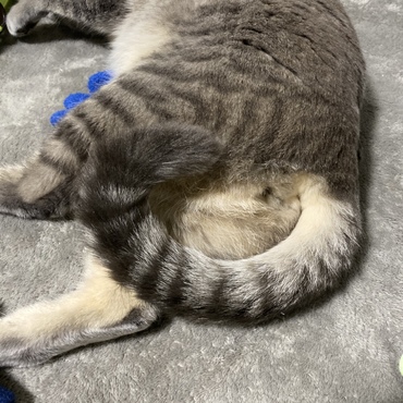 しりです。