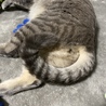 しりです。
