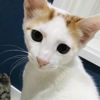 可愛い系男子＊朔太郎