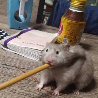 セーブル長毛メス ハムスター