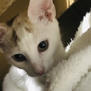 美形女子＊美湖