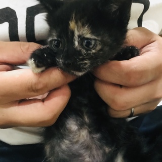 綺麗目女子＊寧