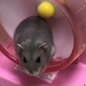 ジャンガリアンの里親募集中