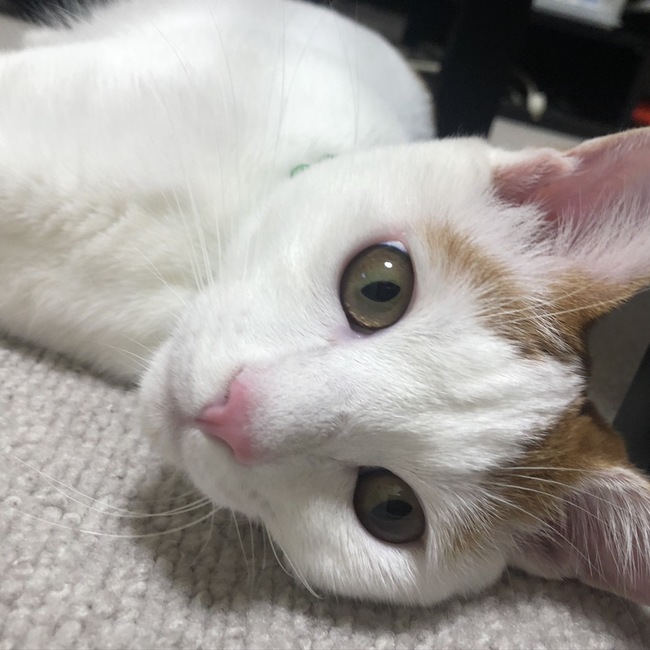 ねこすけけけのカバー写真