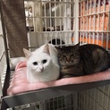 3兄弟★姉妹で一緒に優しい家族のもとへ★