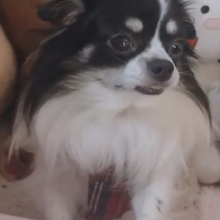 チワワの男の子(去勢済)