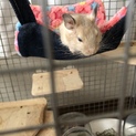 里親さん募集しております。